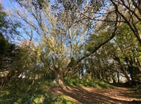 Essential works to be carried out to a much-loved tree