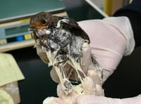 RSPCA hits out at glue traps