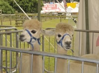 Alpacas aplenty at county show courtesy of Lakemoor 