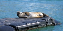 South Hams seals need you!