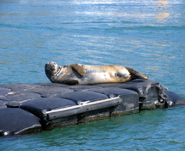 South Hams seals need you!