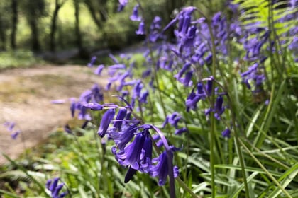 Bluebell wood in all its glory open this weekend