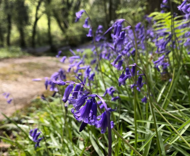 Bluebell wood in all its glory open this weekend