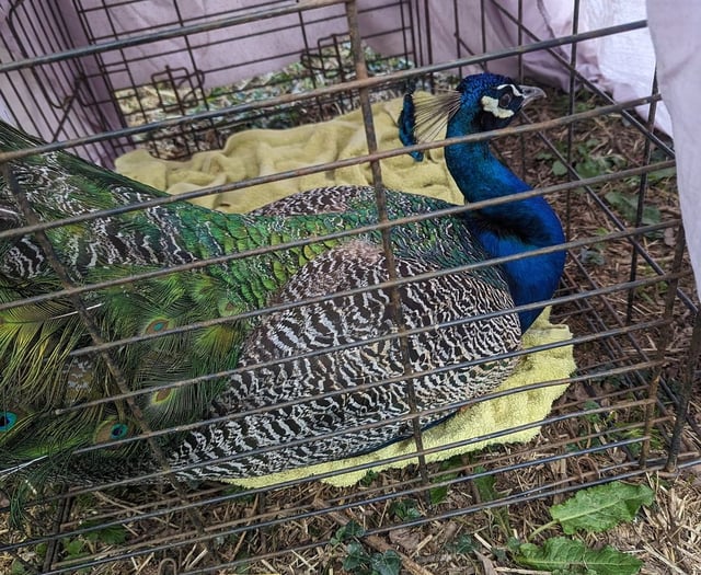 Houdini the peacock returns home