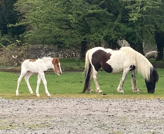 Dartmoor stars