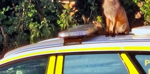 Cunning  culprit who left paw marks on police car...  was a fox