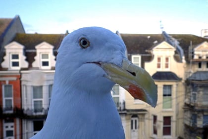 The town where feeding the gulls can get you fined