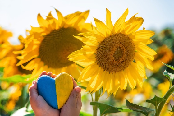 Ukranian sunflower