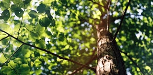 10,000 trees being planted in Devon with help of new tree funding
