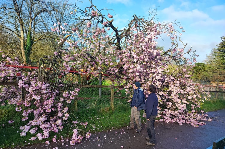 The fallen 50-year-old cherry tree at Paignton Zoo. Photo released April 11 2024. An ancient tree that was one of the first of its kind to be planted in the UK over 230 years ago was brought down Storm Kathleen.The historic tree in Primley Park in Paignton was suffering from age-related defects - and strong winds hit it on Sunday evening (7 April).According to the conservation charity responsible for the tree, Wild Planet Trust, the tree's age and height made it particularly susceptible to the high winds experienced in South Devon over the weekend - made worse by the excessive rainfall over the past few months.The semi-evergreen hybrid of a turkey oak and a cork oak was first cultivated in the 1760s by the horticulturalist William Lucombe from Exeter. 
