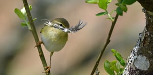 Nature Diary: chiffchaff, bluebells and Sandwich terns