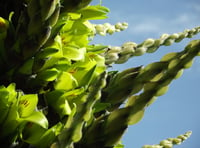 Rare plant is set to flower for first time in more than a decade