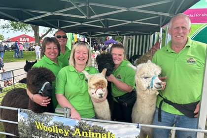 Alpacas meet the public at show