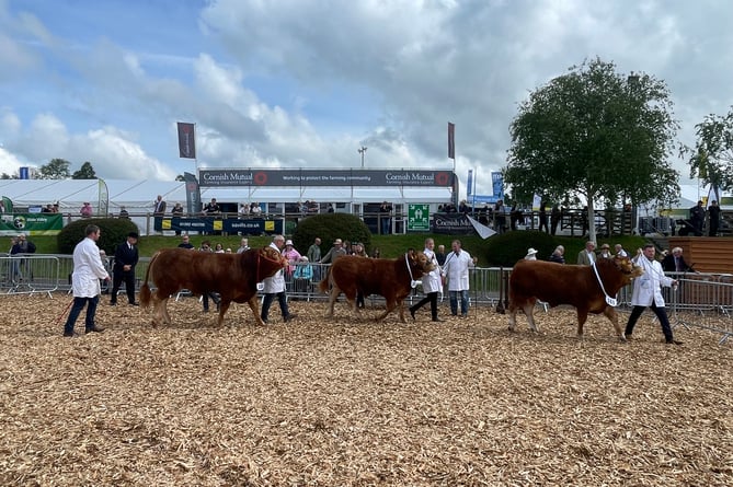 During one of the cattle judging classes.  AQ 2777
