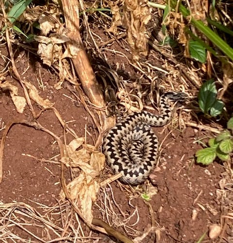 Basking adder