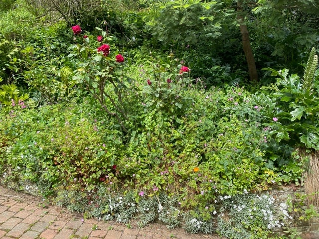 Our self seeded bed of geraniums - Mike Hitch 