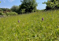 Nature Diary | A long road to a blooming meadow