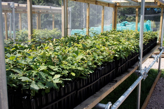 Oak trees in community nursery (c) Moor Trees