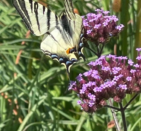 Scarce Swallowtail - Mike Hitch 