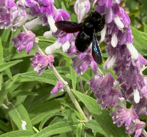 Violet Carpenter Bee - Mike Hitch