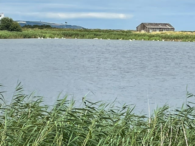 Beesands Ley full of mute swans preparing to moult - Mike Hitch 