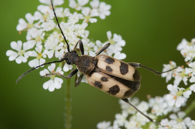 Speckled Longhorn Beetle - Pachytodes cerambyciformis 13-06-23