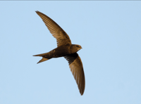 Talk on House Martins, Swallows & Swifts