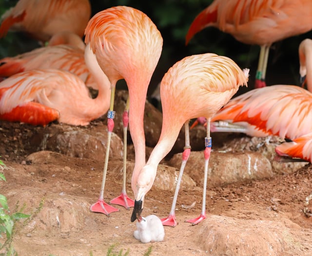 Same-sex flamingo couple successfully hatch a chick