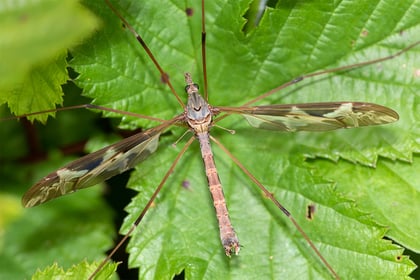 Nature Diary by Geoff Foale | Craneflies natures ancient survivors 