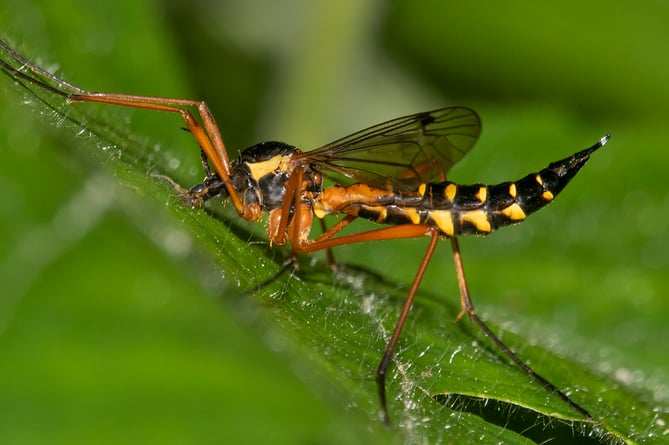 Orange-sided Comb-horn Cranefly - Ctenophora pectinicornis - Geoff Foale