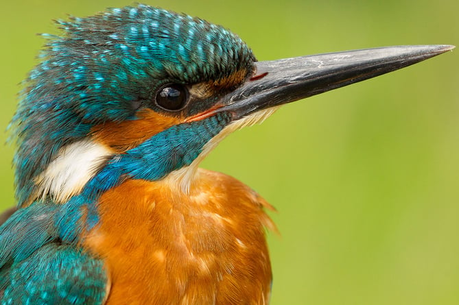 Close-up of a kingfisher (Photo: All Things Wildlife)