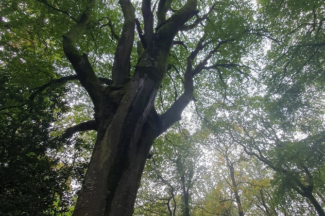 Nature Diary 06.11.2024 Mighty Beech Tree - Alice Henderson