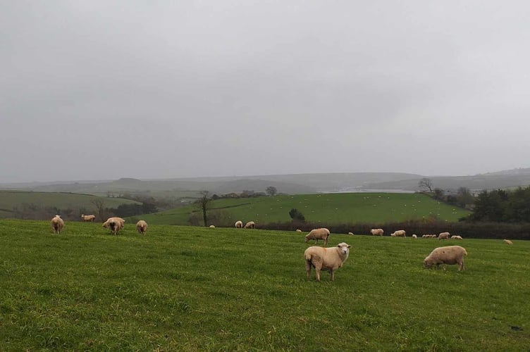 Misty South Hams 