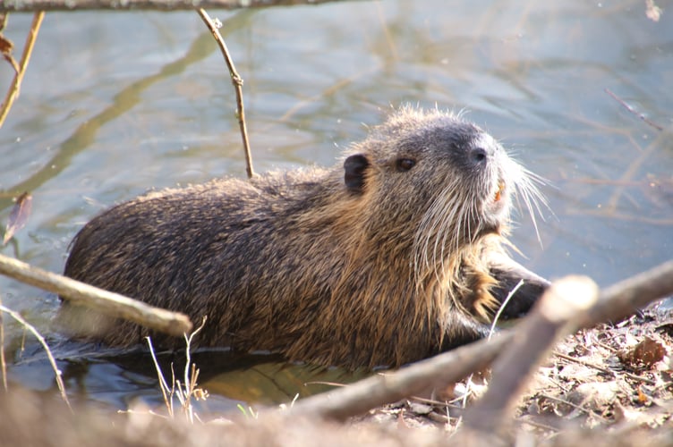 beaver-Image by miloszelezny from Pixabay