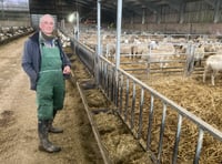 South Hams sheep farmer creates own breeds