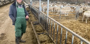 South Hams sheep farmer creates own breeds