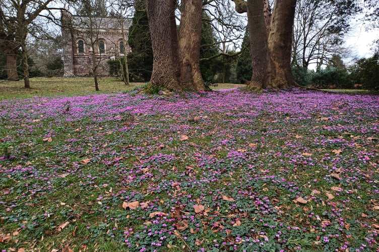 The cyclamen have spread in Killerton's chapel grounds from just two bulbs planted many years ago. Picture: Jamie Jones/National Trust Images.