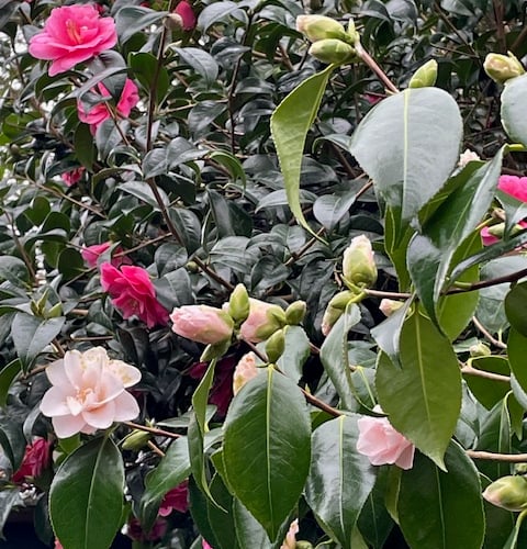 Camellias from China - Mike Hitch