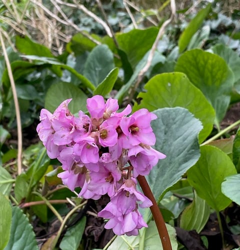 Bergenia from Siberia Mike Hitch